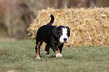 GRAND BOUVIER SUISSE 034